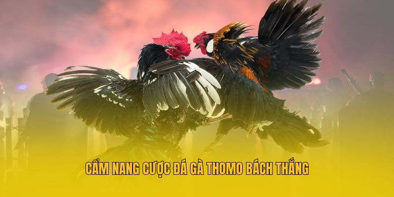 Cẩm nang cược đá gà thomo bách thắng